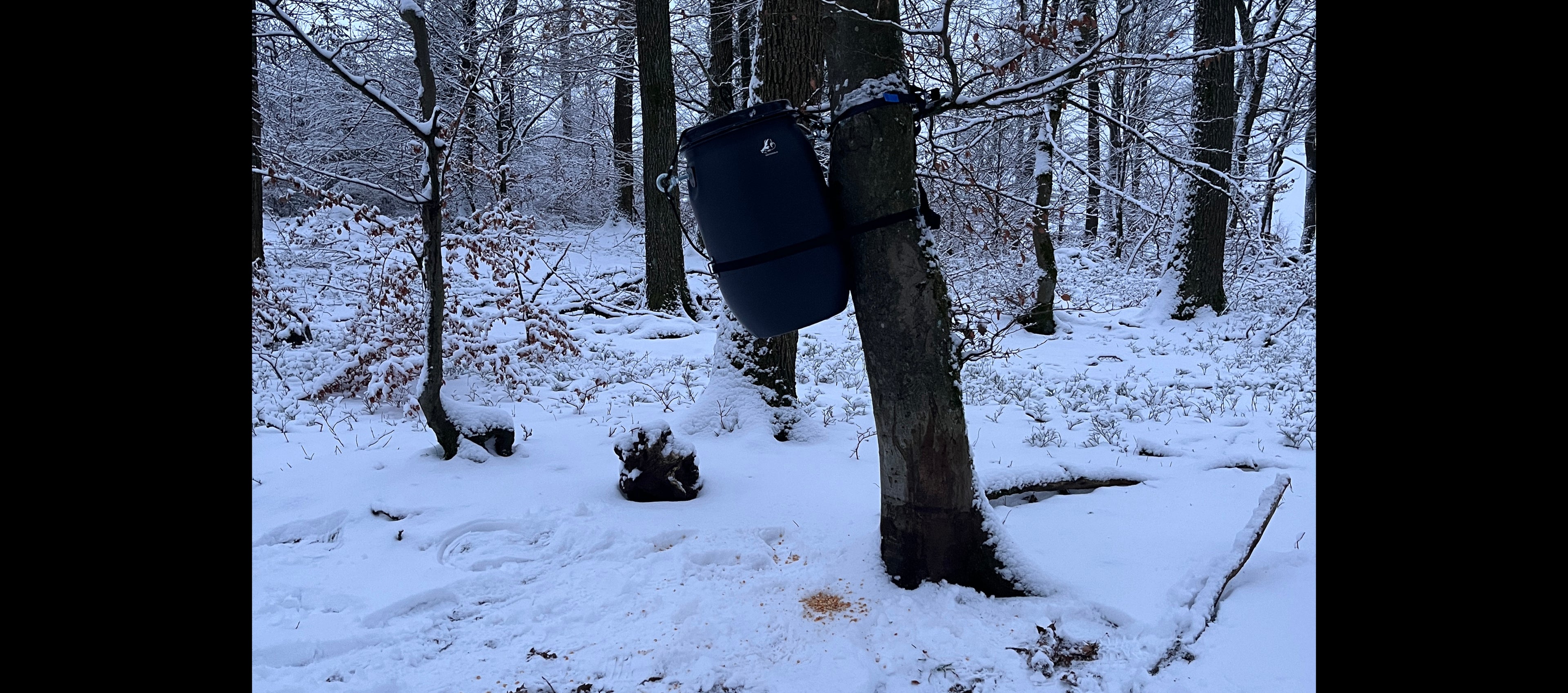 ein kirrautomat vom typ handykirrung haengt an einer kirrung im wald an einem baum und gibt mais aus